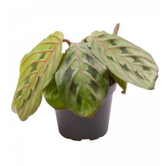   Maranta leuconeura 'Red Stripe'  Pot 12 cm