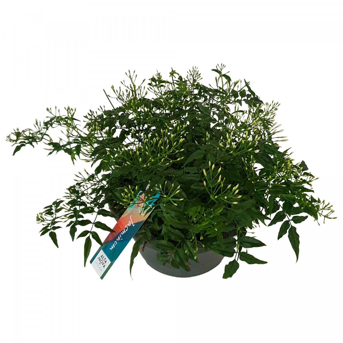   Jasminum polyanthum Buisson  Pot 23 cm, buisson