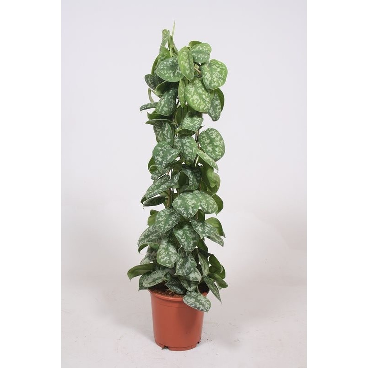   Scindapsus 'Trebie'  Pot de 24cm h110 cm