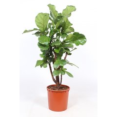   Ficus lyrata  Pot de 34 cm h160