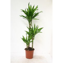   Dracaena 'Riki'  Pot 21 cm h115, 3 troncs