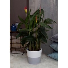   Heliconia 'Hawaii'  Pot de 24cm h130