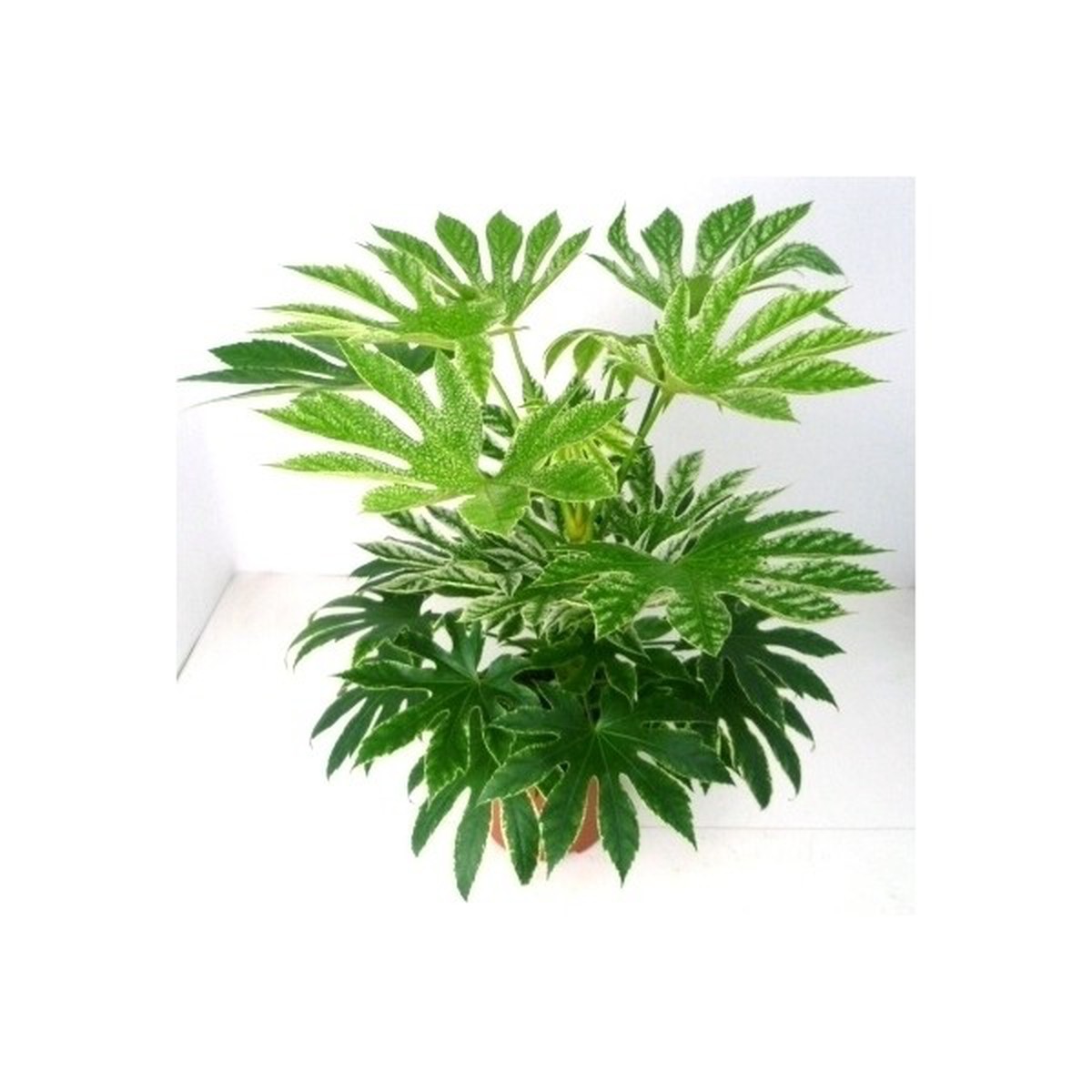   Fatsia 'Spider Web'  Pot 27cm, h95cm