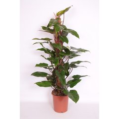  Philodendron 'Imperial Red'  Pot 27cm, h70cm