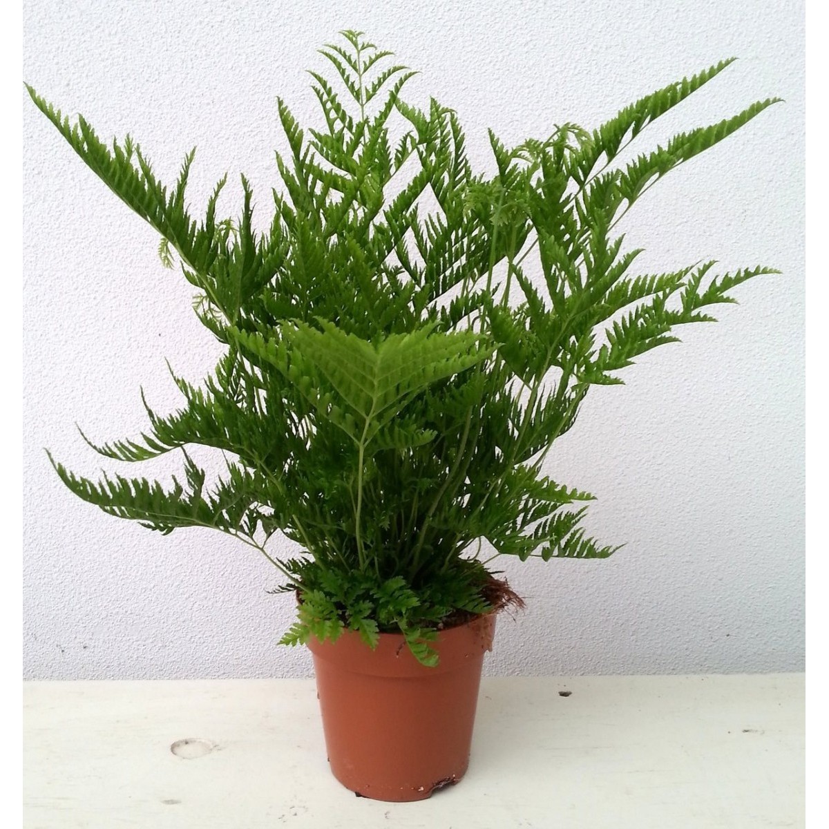   Pteris straminea  Pot de 24cm h60