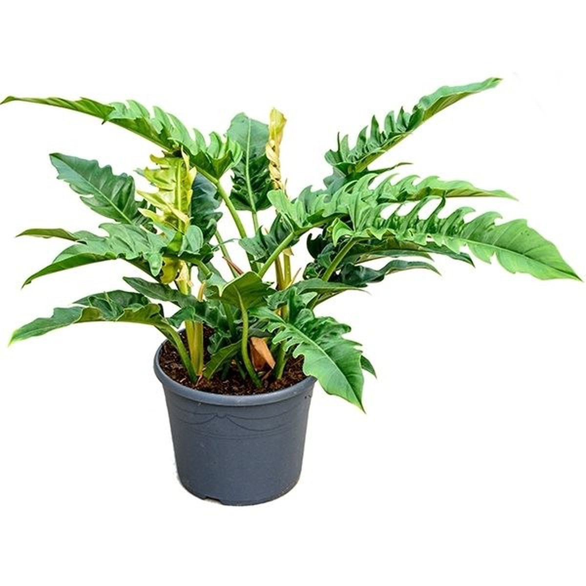   Philodendron 'Narrow'  Pot de 19 cm h50 cm