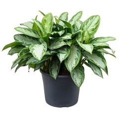   Aglaonema 'Silverbay'  Pot de 27 cm  h60