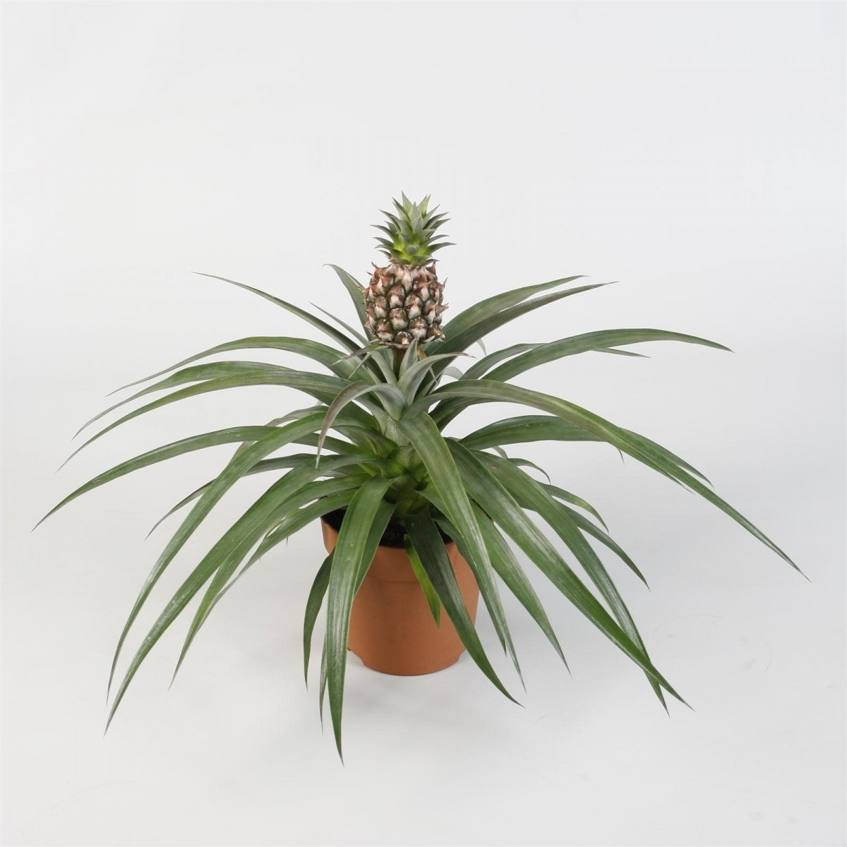   Ananas 'Champac'  Pot 12 cm h35