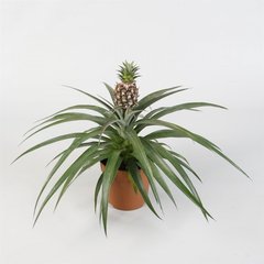   Ananas 'Champac'  Pot 12 cm h35