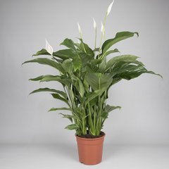   Spathiphyllum 'Sweet Lauretta'  Pot 24 cm h95