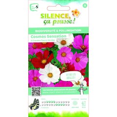 Silence, ça pousse  Cosmos Sensation Varie A Grandes Fleurs  