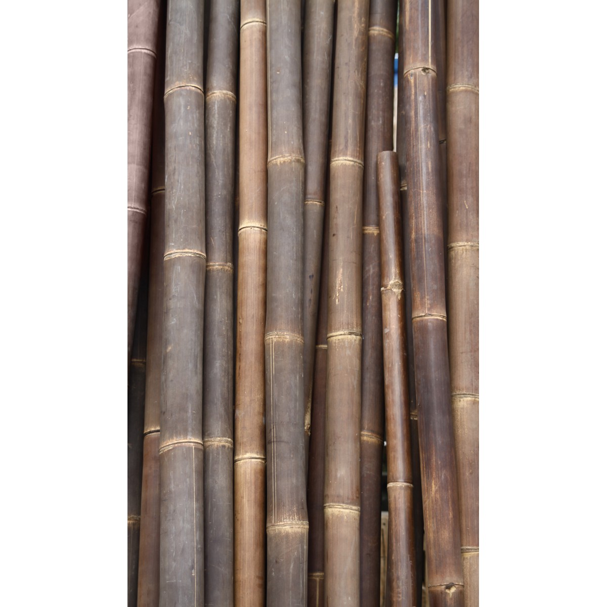 Schilliger Sélection Bamboo poles & sticks Grand Bambou Asiastyle  200x11x11cm