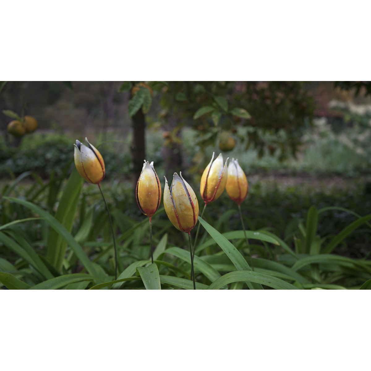 Schilliger Sélection  Tulipe  60x3.50cm