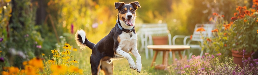 Journée Internationale du Chien