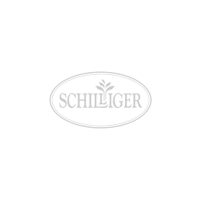 Schilliger Sélection  Lanterne émaillée L Vert d'eau Dia.30x22cm